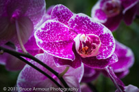 National Orchid Garden