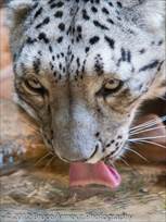 Snow Leopard Drinking - Photo taken at Taronga Zoo