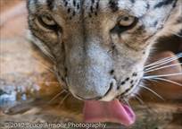 Snow Leopard Drinking - Photo taken at Taronga Zoo