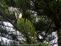 Australian (Nankeen) Kestrel - Falco cenchroides