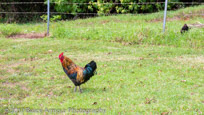 Feral Fowl - Gallus gallus