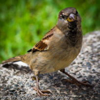 Male House Sparrow - Passer domesticus