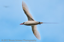 Red-tailed Tropicbird 'Bosunbird' - Phaethon rubricauda