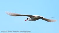 Red-tailed Tropicbird 'Bosunbird' - Phaethon rubricauda