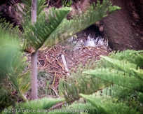 Nesting Red-tailed Tropicbird 'Bosunbird', Phaethon rubricauda - Phaethon rubricauda