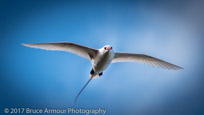 Red-tailed Tropicbird 'Bosunbird' - Phaethon rubricauda