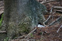 Juvenile Red-tailed Tropicbird 'Bosunbird', Phaethon rubricauda - Phaethon rubricauda