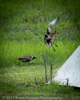 Pacific Golden Plover - Pluvialis fulva