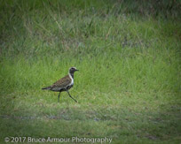 Pacific Golden Plover - Pluvialis fulva