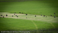 Pacific Golden Plover - Pluvialis fulva