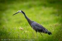 White-faced Heron - Andea novaehollandiae