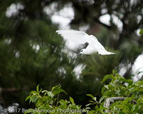 White Tern - Gygis alba