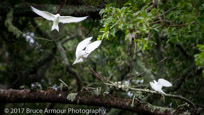 White Tern - Gygis alba