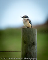 Sacred Kingfisher 'Nuffka' - Todiramphus sanctus norfolkensis