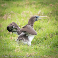 Young Masked Booby 'Garnet' - Sula dactylatra tasmani