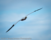 Masked Booby 'Garnet' - Sula dactylatra tasmani