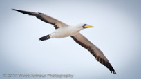 masked Booby 'Garnet' - Sula dactylatra tasmani