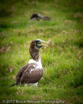 Young Masked Booby 'Garnet' - Sula dactylatra tasmani