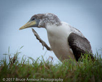 Young Masked Booby 'Garnet' - Sula dactylatra tasmani