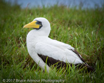 masked Booby 'Garnet' - Sula dactylatra tasmani