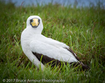 masked Booby 'Garnet' - Sula dactylatra tasmani