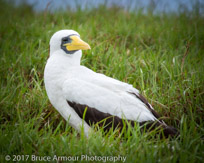 masked Booby 'Garnet' - Sula dactylatra tasmani