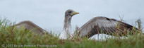 masked Booby 'Garnet' - Sula dactylatra tasmani