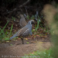 Californian Quail - Callipepla californica