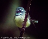 Grey Fantail - Rhipidura albiscapa pelzelni