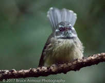 Grey Fantail - Rhipidura albiscapa pelzelni