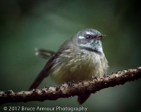 Grey Fantail - Rhipidura albiscapa pelzelni