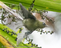 Long-billed White-eye 'Grinnell' - Zosterops tenuirostris tenuirostris