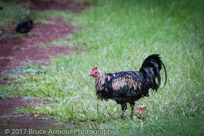 Feral Fowl - Gallus gallus