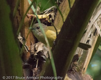 Golden Whistler 'Tamey' - Pachycephala pectoralis xanthoprocta