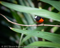 Pacific Robin - Petroica multicolor multicolor