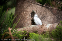 White Tern - Gygis alba