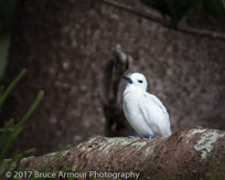 White Tern - Gygis alba