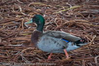 Mallard  - Anas platyrbynchos