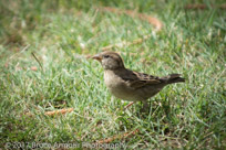 Female House Sparrow - Passer domesticus