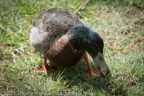 Mallard  - Anas platyrbynchos