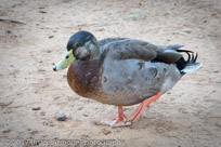 Mallard  - Anas platyrbynchos