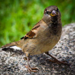 Passer domesticus