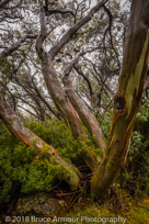 Mount Buffalo