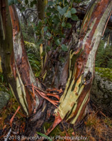 Mount Buffalo