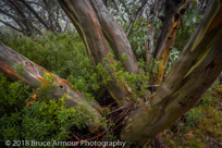 Mount Buffalo