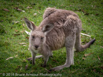 Murramarang National Park