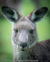 Murramarang National Park