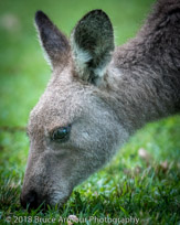 Murramarang National Park