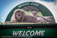 Mogo Zoo