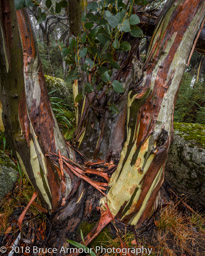 Mount Buffalo